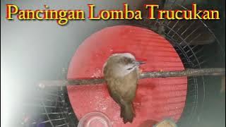 Download lagu 30 Menit Masteran Trucuk Lomba