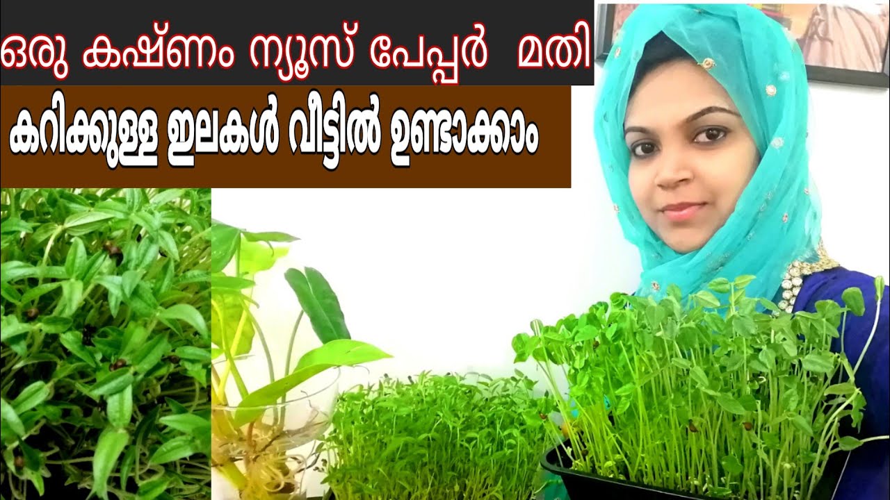 വിഷമില്ലാത്ത ഇലക്കറി കഴിക്കണോ? മണ്ണും വളവും ഇല്ലാതെ നമ്മുടെ വീട്ടിൽ ഉണ്ടാക്കാം|| Microgreens