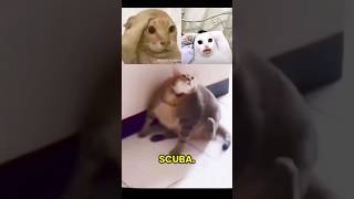 Scuba Fat Cat Memes #haha #fyp #funny #lol #shorts #reels