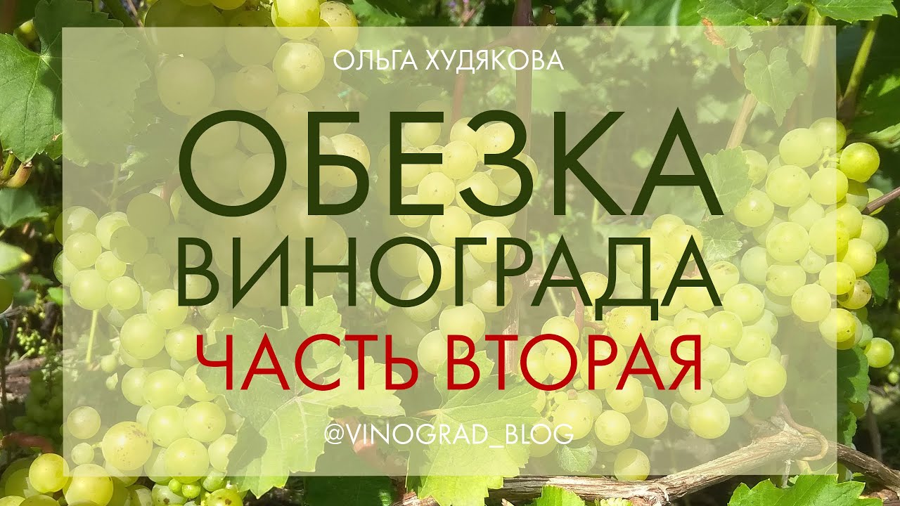 Фото Винограда Ольга Фото Винограда Ольга