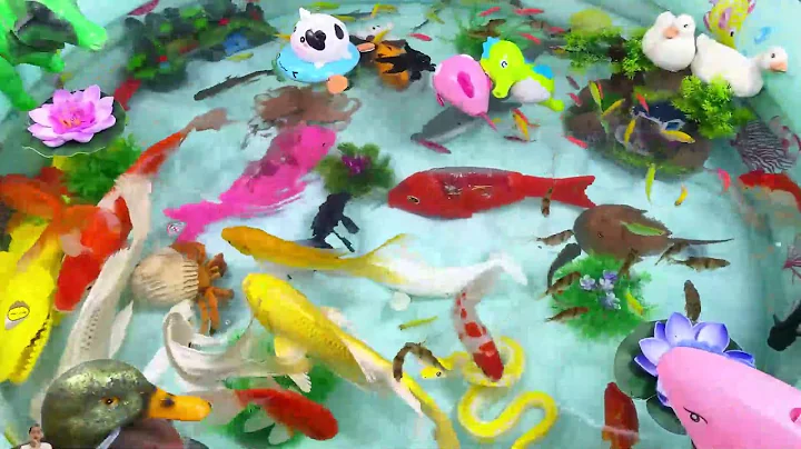 Let's explore what fish and sea creatures there are:sharks,jellyfish#goldfish#animals#viral videos