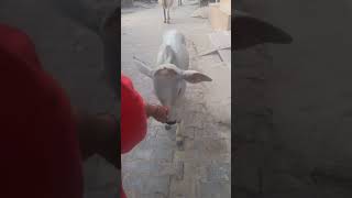 #song #love #devotionalsongs #cow #gaai #funny #comedy #animalsong #animals #music