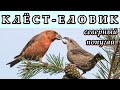КЛЁСТ-ЕЛОВИК - Северный попугай