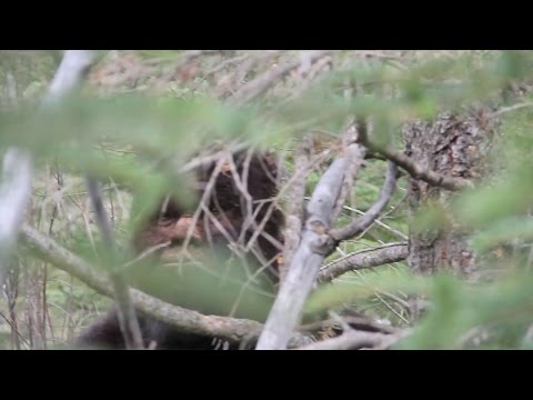 Video: Dinner With Bigfoot: A Strange Meeting In The Ural Forests - Alternative View