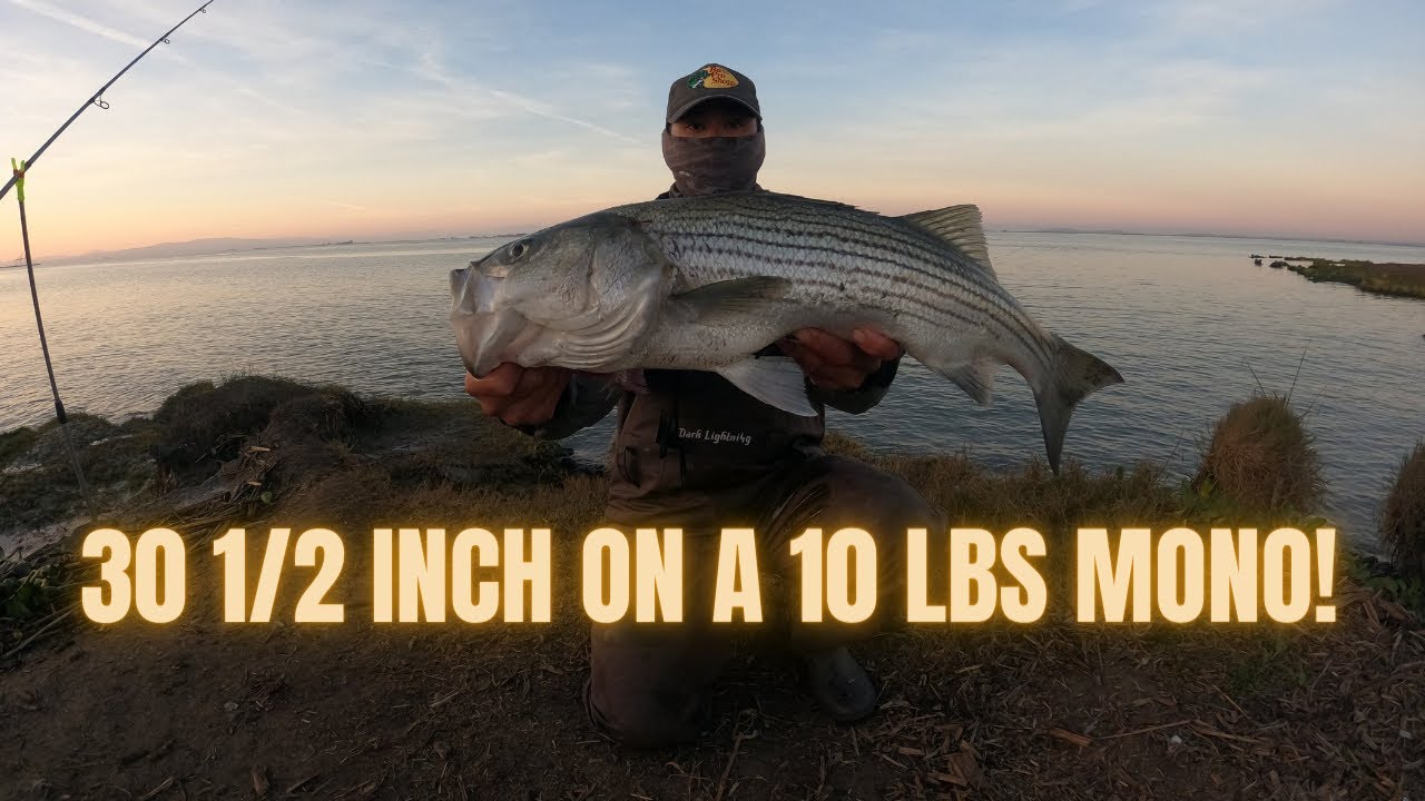 Fighting a 30 1/2 inch Striper on a 10lbs test line! (LimitOut) December 6, 2021