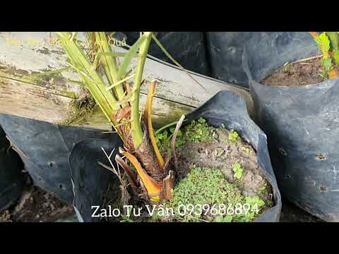 Video Cây giống chà là Dubai cấy mô@DÂU TÂY - GIỐNG CÂY ĂN... - youtube