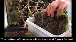 How to make a living Moss Mat for Terrarium
