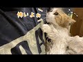 お風呂後のドライヤーが怖すぎて、飼い主にひっつき虫な猫!