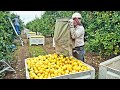 How to Harvest Lemon ? - Lemon Farming & Harvesting - Lemon Picking & Lemon Juice Processing