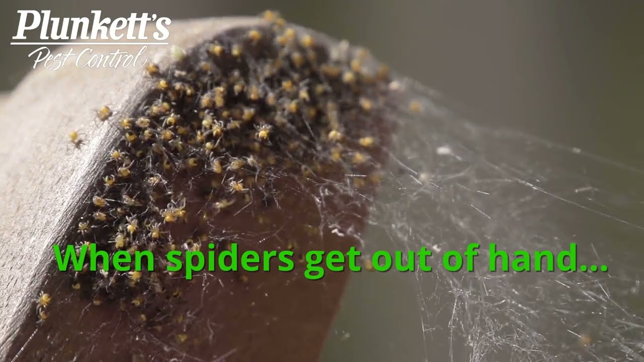 How to Get Rid of a Spider Infestation | Plunkett's Pest Control