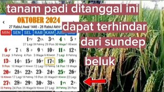memilih tanggal tanam yang tepat agar terhindar dari hama beluk #petani  #sawah