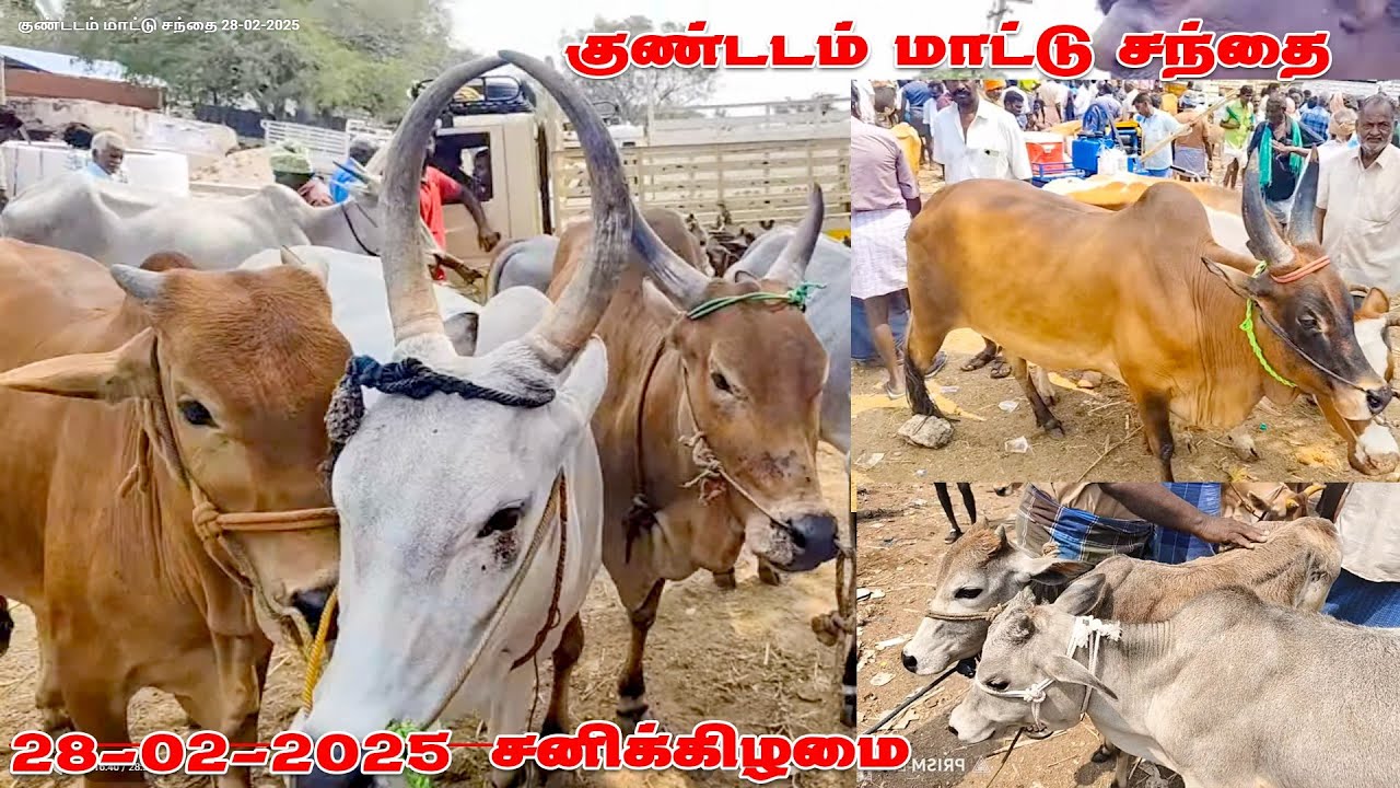 குண்டடம் மாட்டு சந்தை இந்த வார சந்தை நிலவரம் #kangayam_kalai #kangayam_breed 