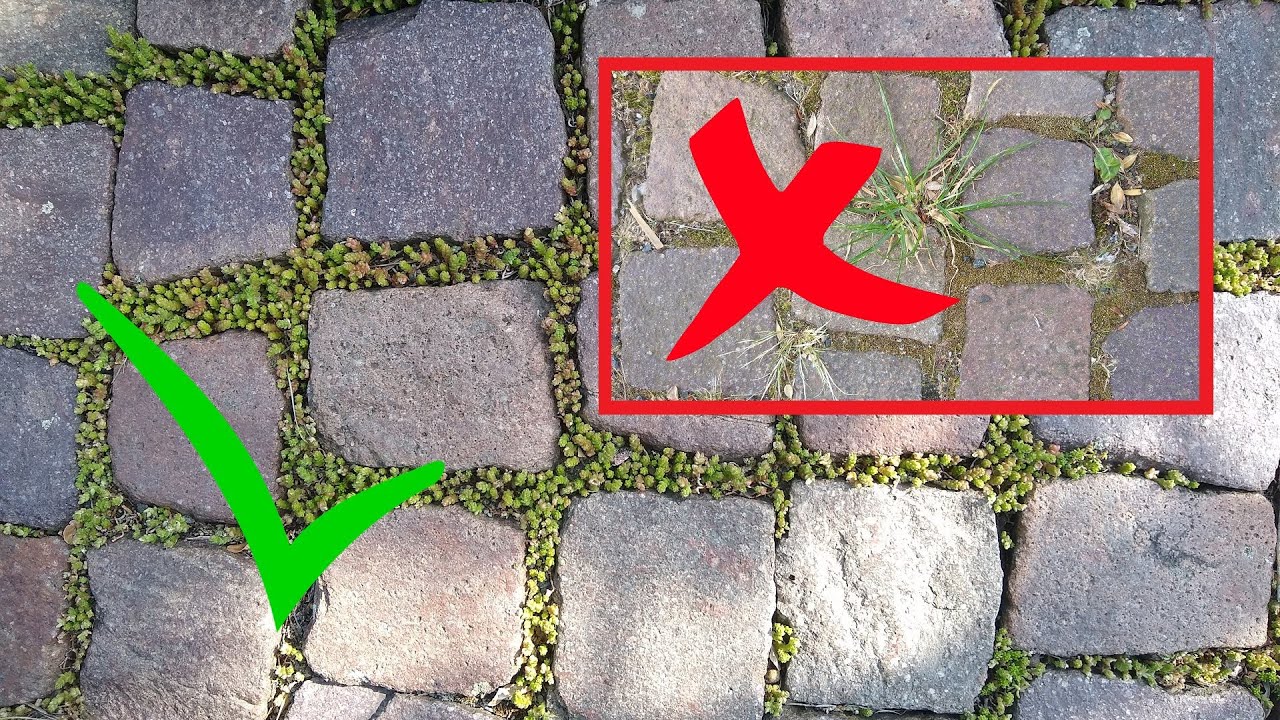 Wie Bekomme Ich Unkraut Dauerhaft Aus Meinen Pflasterstein Fugen Nie mehr Unkraut in den Steinfugen - Pflasterfugen begrünen statt
