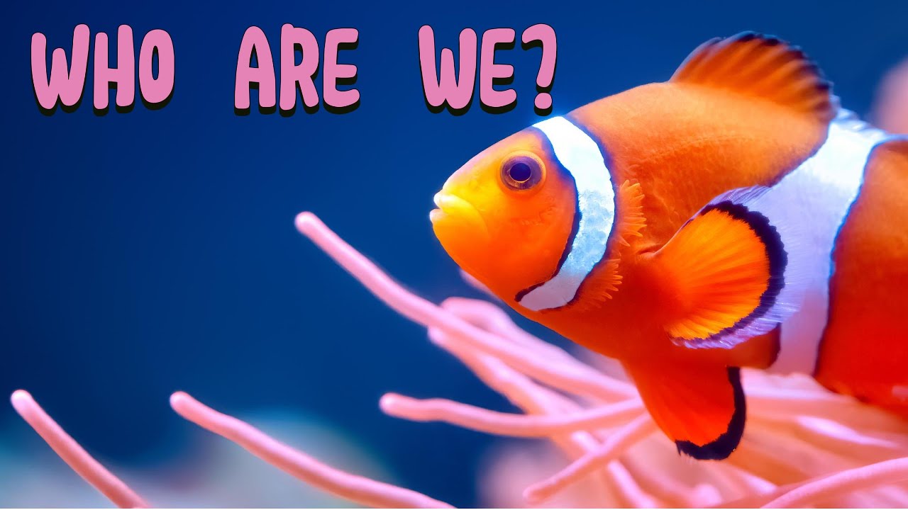 Meet Clownfish: fun facts for kids | Discover Kids Universe | Wonder ...