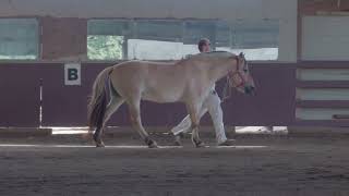 2026 NFHR Evaluation mares MSM Clementine 