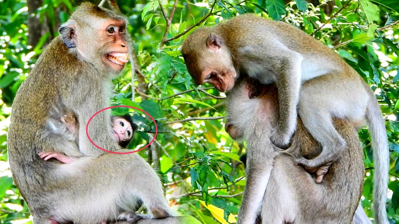 Monkey activities and beautiful scenery, Wild Monkey Family