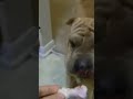 Chanel the Chinese Shar-Pei tries a Dingo Dog Treat (~2006)