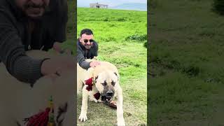 Namiyla Bilinen Guney Dogunun Aslani Polat