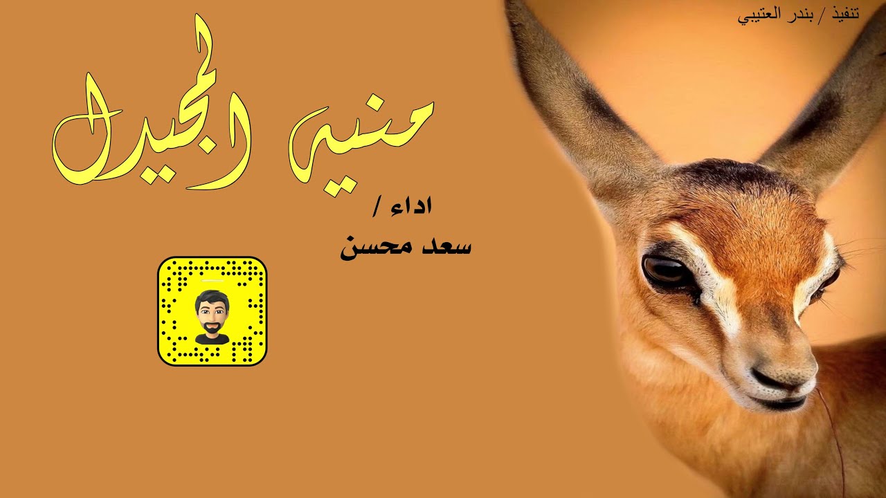 شيلة : منيه المجيدل - سعد محسن ( حصرياً ) 2024