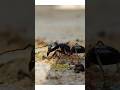 Top 5 Deadliest Insects on Earth | Most Dangerous Insects in the World Mp3 Song
