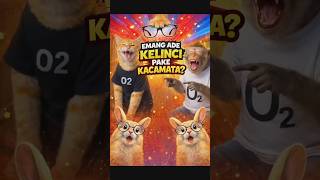 O2: EMANG ADE KELINCI PAKE KACAMATA?