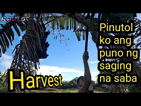 Paraan pag putol ng saging na saba