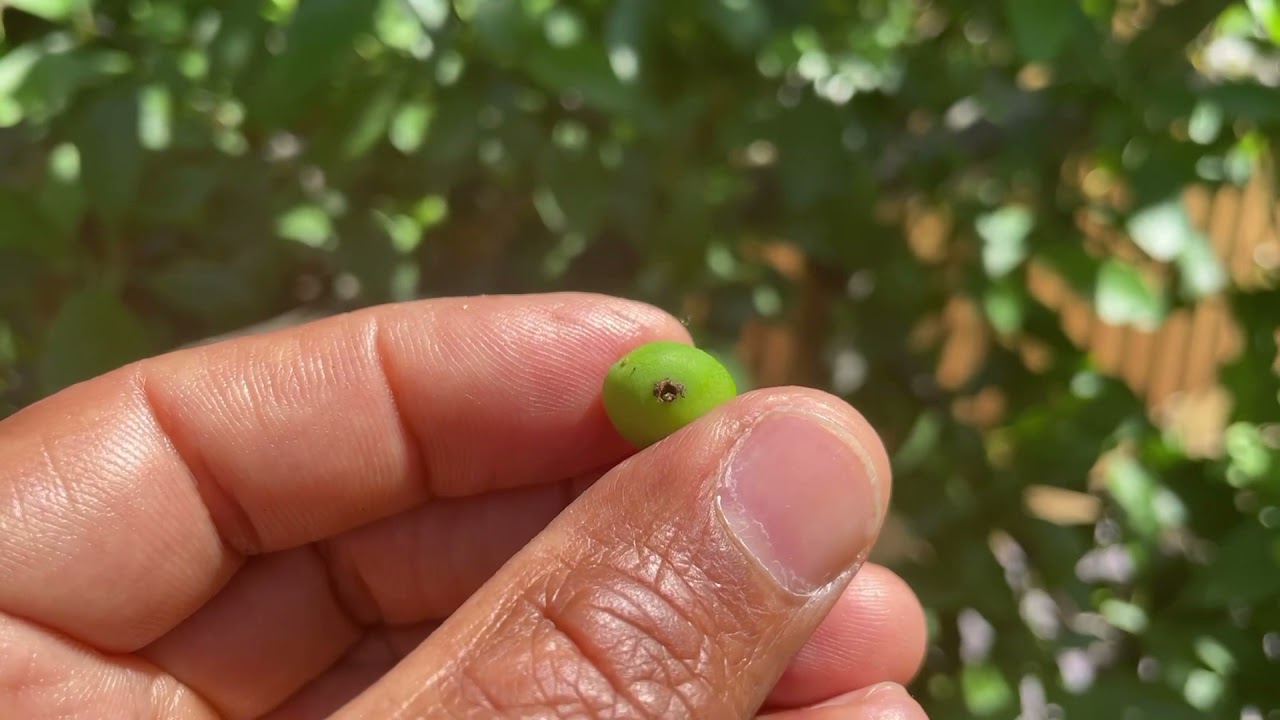 End of May Garden Tour