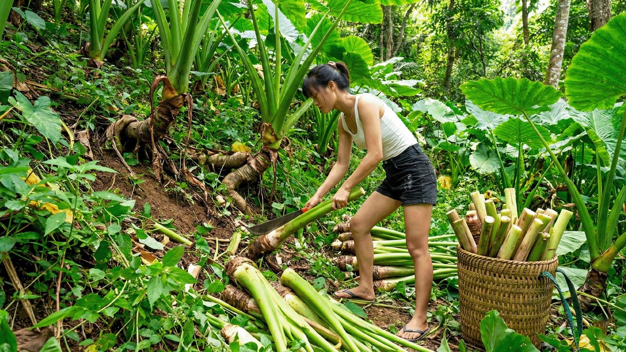 Harvesting taro from the forest and bringing it to the market to sell | Rural Life