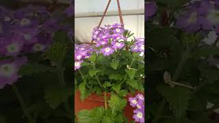 Verbena In A Flowerpot