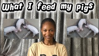 What I feed my pigs
