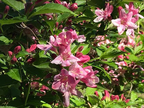 Vidéo: Weigela En Fleurs