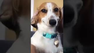 dog smiling meme