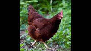 Diferencias entre Rhode island red industrial y exhibicion