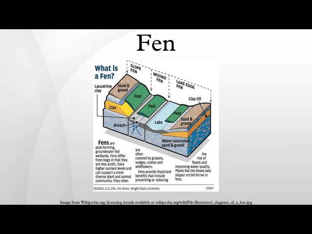 Fen, Definition, Description, Chemistry, Plants, Fen vs Bog, & Facts