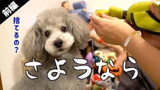 🐶犬のおもちゃを断捨離しようとしたら想像以上に心が痛んだ。「前編」【トイプードルのグリィ】【犬】【dog】【toy poodle】