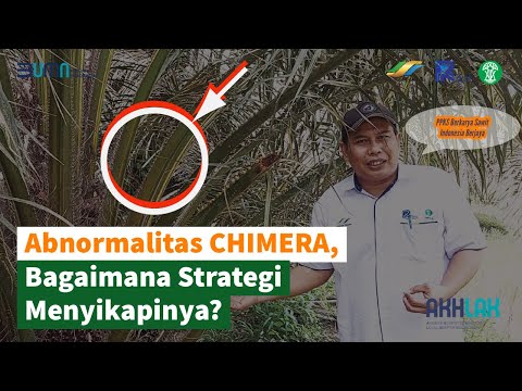 Video: Bisakah saya menjadi chimera?