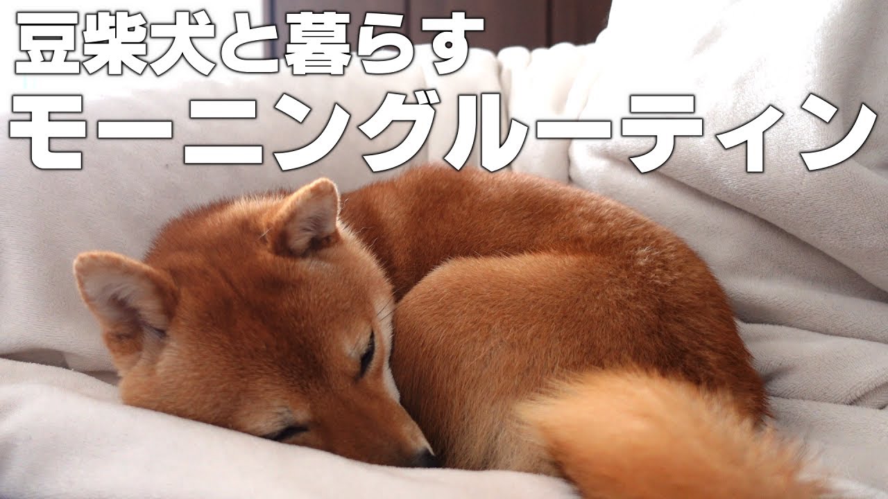 豆柴 犬と暮らす一人暮らしフリーランス男のモーニングルーティン Youtube