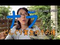 実生どんぐりのその後【キミのミニ盆栽びより】Care for oak trees