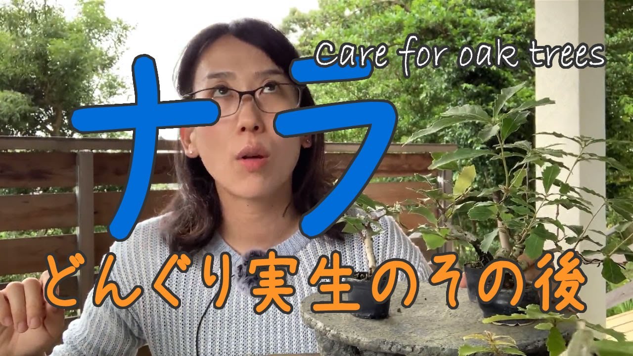 実生どんぐりのその後【キミのミニ盆栽びより】Care for oak trees