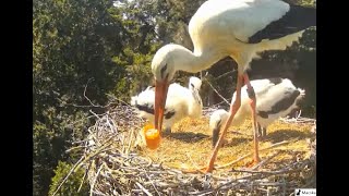 Hamm DE -  A szülő fémzárral, műanyagban csomagolt májkrémet? hozott ebédre a kicsiknek