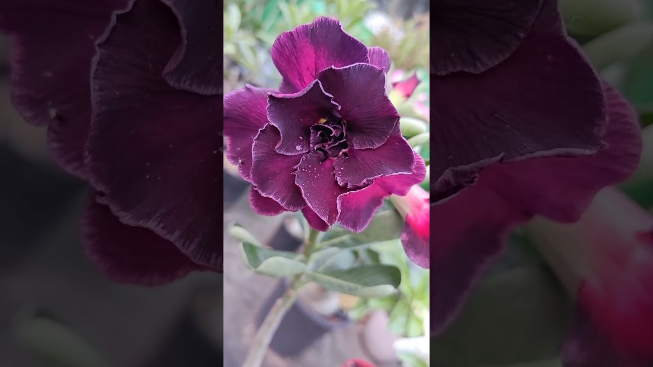 purple colour adenium