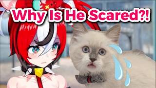 Biboos Cat Is Weirdly Scared Of Bae