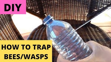 How To Trap Hornets, Yellow Jacket Bees, Wasps with empty plastic bottle (DIY)