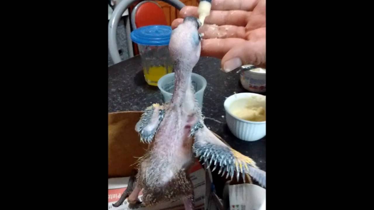Como Darle De Comer A Un Loro Pichon Youtube Perico Australiano Loro Periquitos