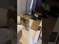 警戒心マックスな柴犬と仲直りする方法#shorts