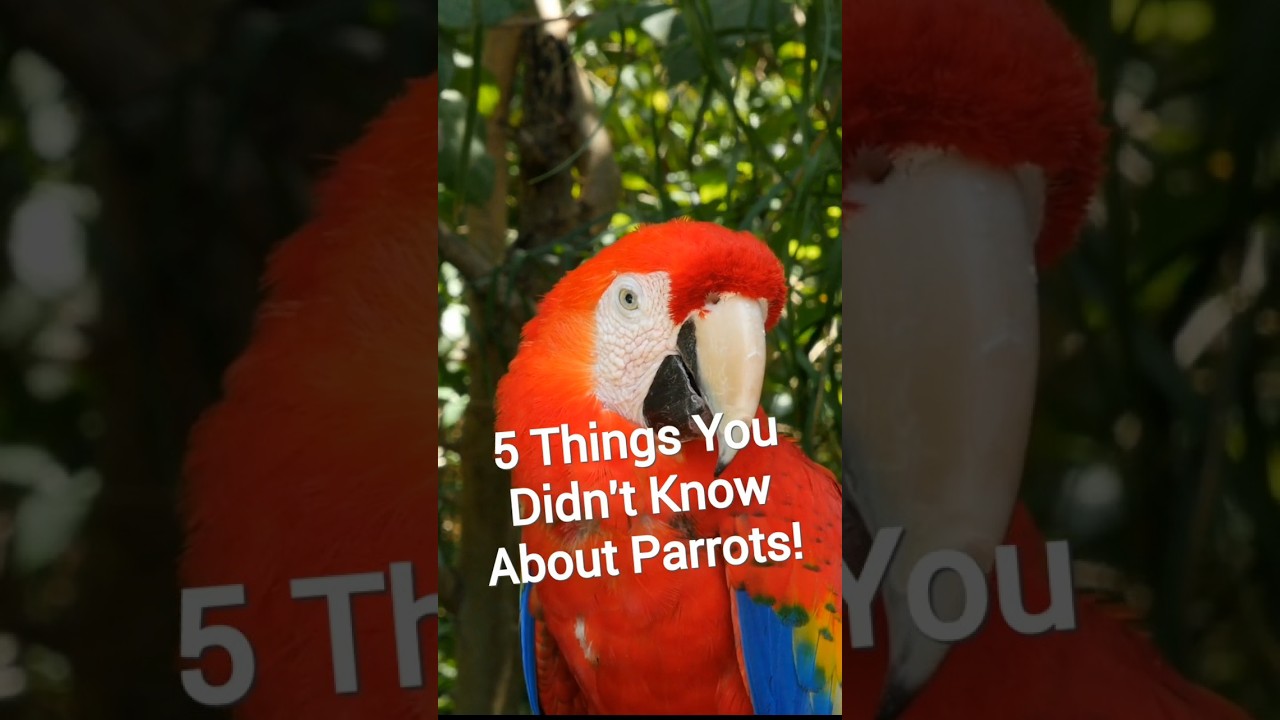 5 Things You Didn't Know About Parrots! 