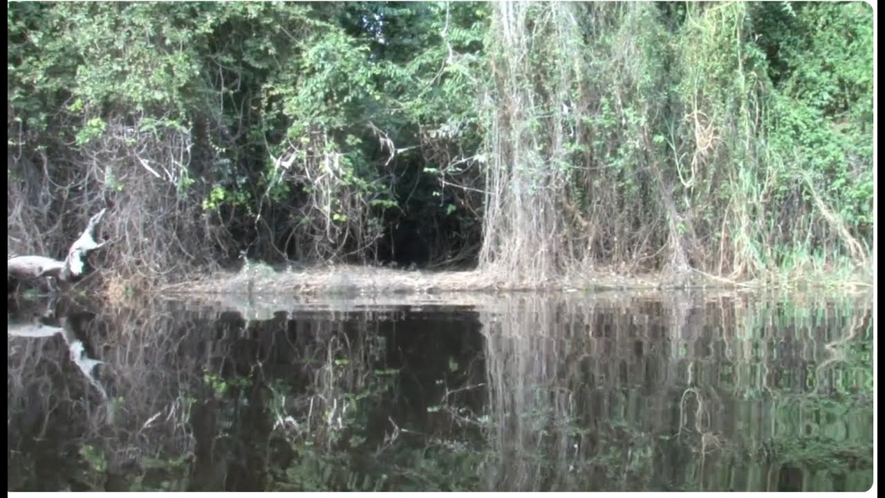 Investing in people for conservation - Tropical Biology Association Cambridge University.