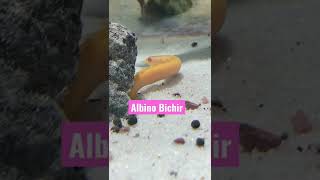 MY ANCIENT-LOOKING FISH II ALBINO BILCHIR #shorts #fish