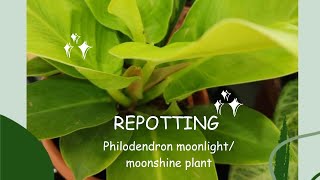 How Repot Philodendron moonlight / moonshine plant #plant #viral #trending