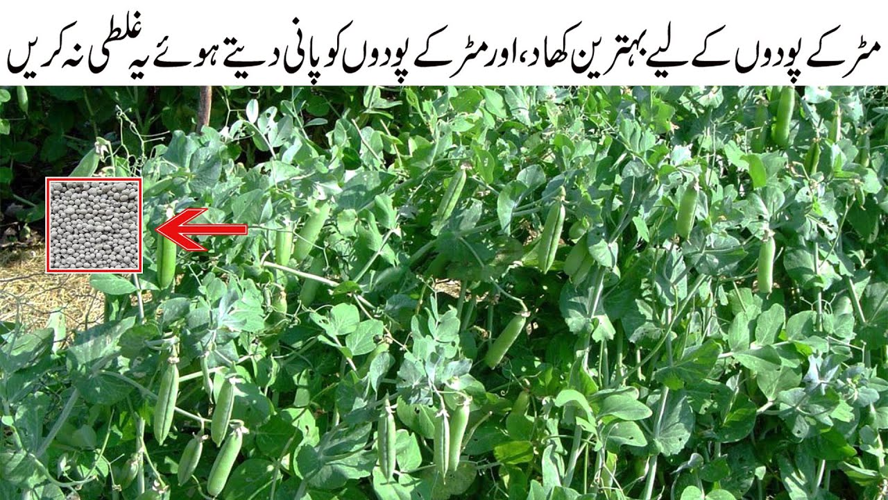 Matar Plant ko kaise jaldi bara kiya jata hai. kia matar k podon ko